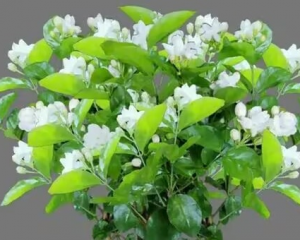 茉莉花的养殖方法和注意事项