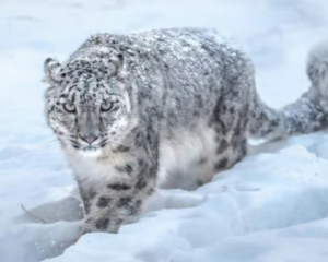 雪豹打得过老虎吗