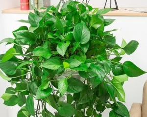 去甲醛的植物有什么