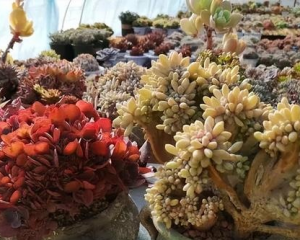多肉植物的正确养殖方法