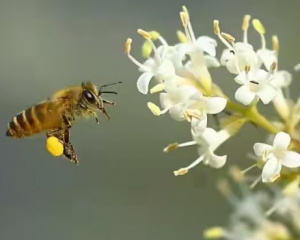 蜜蜂为什么认识回家的路
